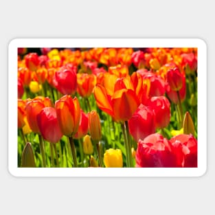 A full frame of tulips Sticker